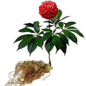 Ginseng tarkibi bo'yicha